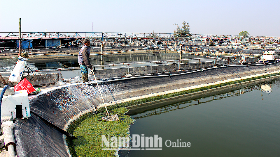 Kỹ Thuật Nuôi Tôm Thẻ Chân Trắng Siêu Thâm Canh Ứng Dụng Công Nghệ Biofloc
