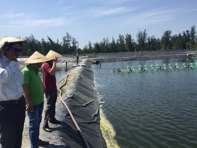 Kỹ Thuật Gây Màu Nước Ao Nuôi Bằng Phương Pháp Hữu Cơ (Gây Màu Bằng Cám Gạo)