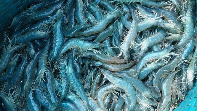 Giá tôm cuối vụ tăng kỷ lục
